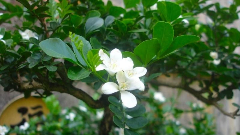 Cây nguyệt quế thích khí hậu ấm ẩm, không chịu lạnh, và ưa đất chua. Nó có thể chịu bóng nhưng sẽ phát triển tốt hơn khi có nhiều ánh sáng mặt trời.