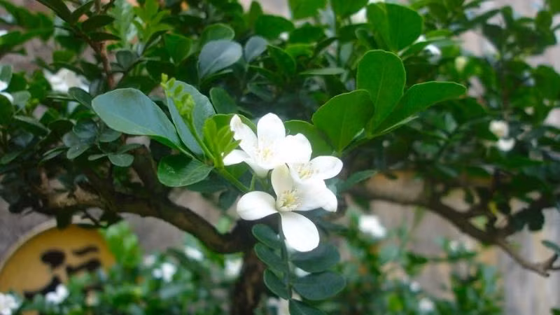 Cây nguyệt quế thích khí hậu ấm ẩm, không chịu lạnh, và ưa đất chua. Nó có thể chịu bóng nhưng sẽ phát triển tốt hơn khi có nhiều ánh sáng mặt trời.