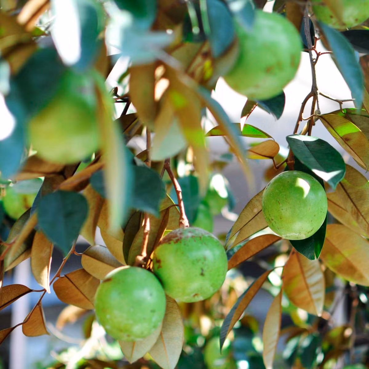  Ngoài việc cung cấp oxy và làm sạch không khí, cây vú sữa còn giúp giảm bụi bặm, tạo không gian trong lành và mát mẻ. Cây cho quả ngọt, thơm ngon, chứa nhiều vitamin và khoáng chất, cung cấp dinh dưỡng quan trọng cho cơ thể. Vì vậy, cây vú sữa là một lựa chọn tuyệt vời khi bạn muốn trồng cây ăn quả trước nhà.