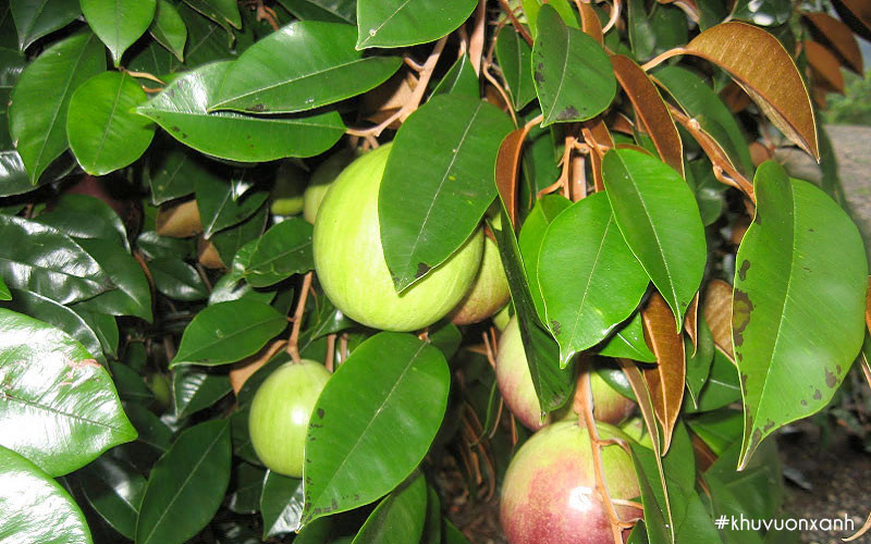  Cây vú sữa: Trồng cây vú sữa trước nhà không chỉ tạo bóng mát mà còn được cho là mang lại sự thịnh vượng, tài lộc và may mắn cho gia đình trong phong thủy. Cây vú sữa là biểu tượng của sự bảo vệ, chăm sóc và ấm áp trong gia đình. 