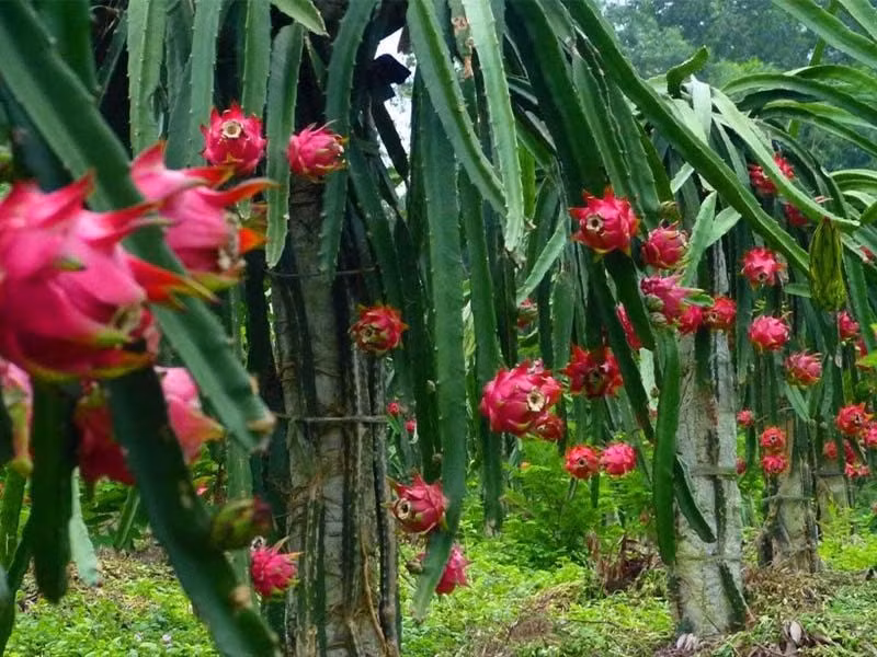  Trồng cây thanh long không chỉ giúp bạn có trái cây sạch để thưởng thức mà còn có thể dùng làm cây cảnh vì hoa của nó khá đẹp và có hương thơm dịu nhẹ.
