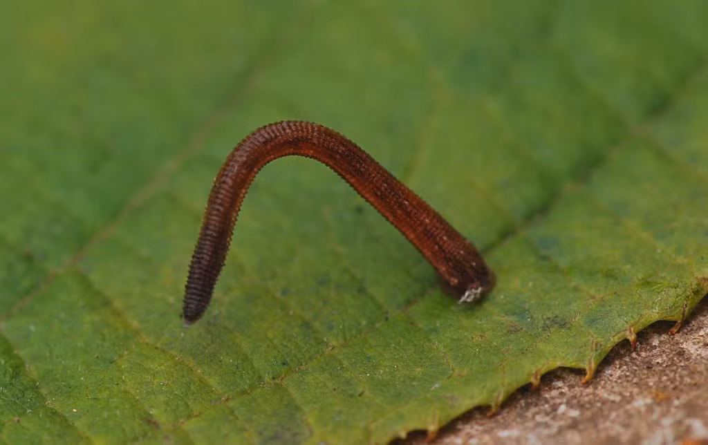 Một con vắt - nỗi ám ảnh với nhiều người đi rừng. Ảnh: Candel Michel / Flickr.