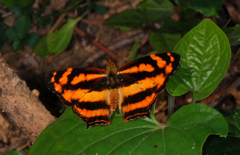 Bộ cánh giống màu lông hổ vằn của loài bướm Symbrenthia hypatia. Ảnh: Candel Michel / Flickr.