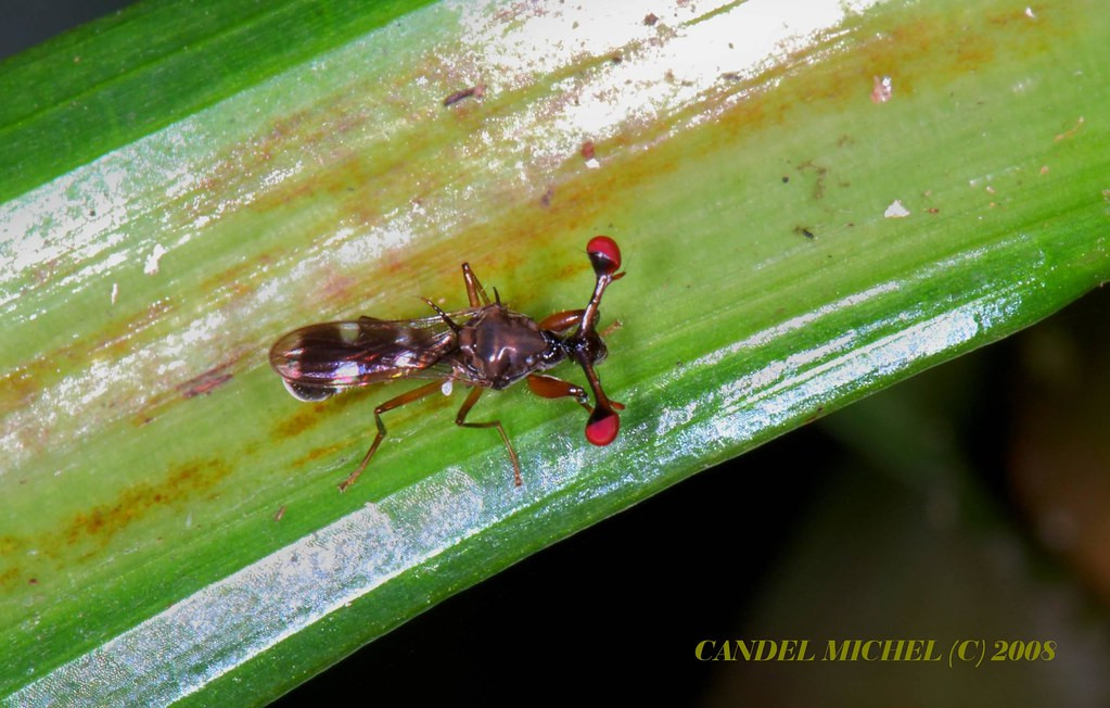 Loài ruồi Cyrtodiopsis dalmanni với đôi mắt kỳ lạ nằm trên hai chiếc cuống dài, hình chụp ở VQG Cúc Phương. Ảnh: Candel Michel / Flickr.