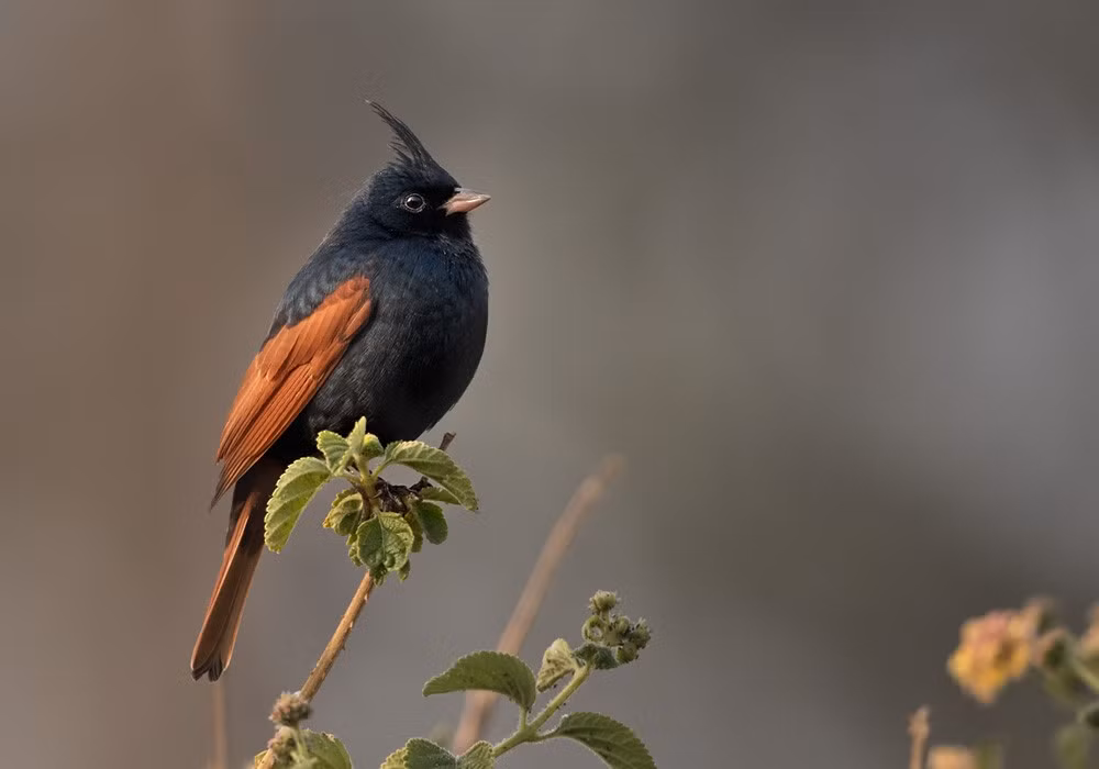 Sẻ đồng mào (Emberiza lathami) dài 16-17 cm, là loài định cư không phổ biến đến tương đối phổ biến tại Tây Bắc, Đông Bắc. Sinh cảnh của chúng là cây bụi, khu canh tác, bụi cỏ cao, thường di chuyển theo đàn. Ảnh: eBird.