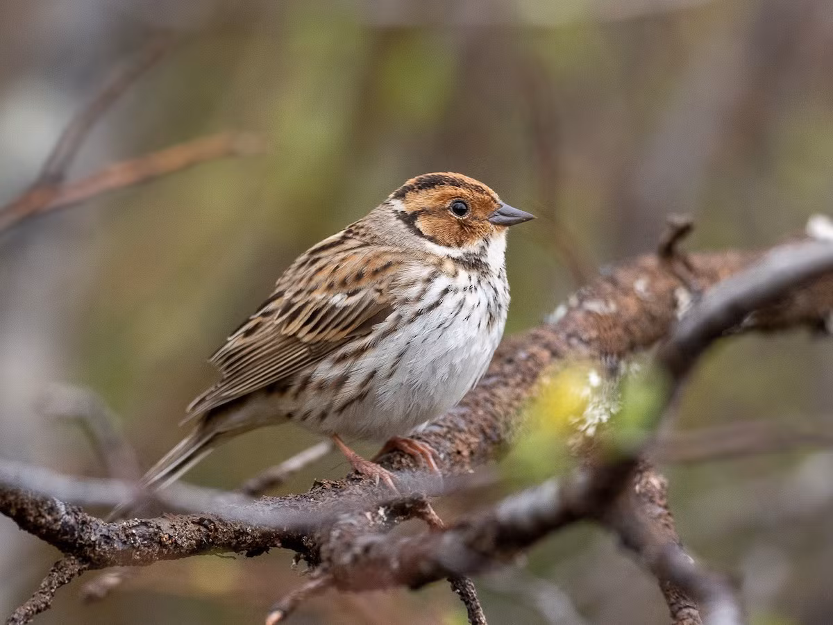 Sẻ đồng lùn (Emberiza pusilla) dài 12-14 cm, là loài trú đông tương đối phổ biến tại Tây Bắc, Đông Bắc, ghi nhận di cư qua Đông Bắc. Sinh cảnh của chúng là rừng thứ sinh, đồng cỏ, cây bụi, khu canh tác. Ảnh: eBird.