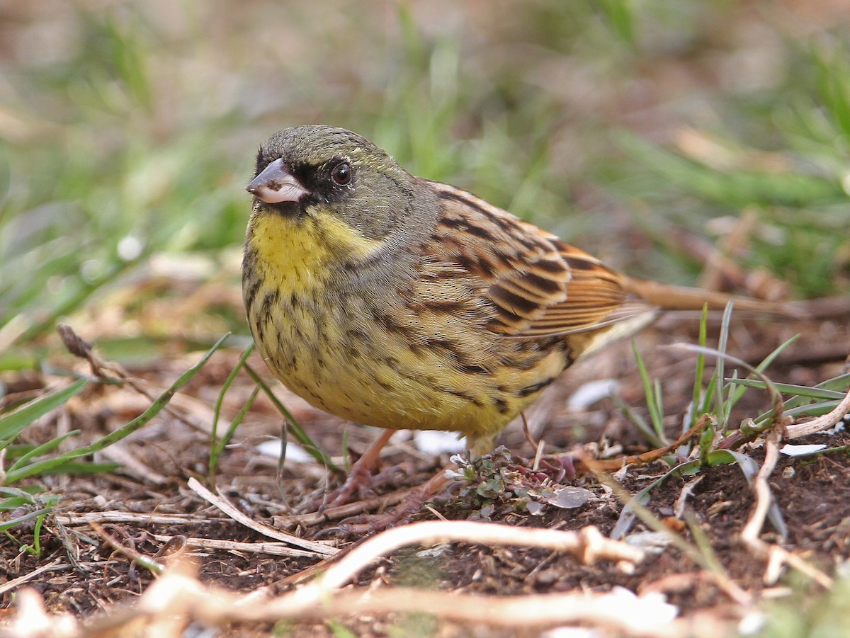 Sẻ đồng mặt đen (Emberiza spodocephala) dài 14-15 cm, là loài trú đông hiếm đến không phổ biến tại Tây Bắc, Đông Bắc và Bắc Trung Bộ. Sinh cảnh của chúng là đồng cỏ, cây bụi, khu canh tác, thường gặp gần nước, chủ yếu ở vùng đất thấp. Ảnh: eBird.