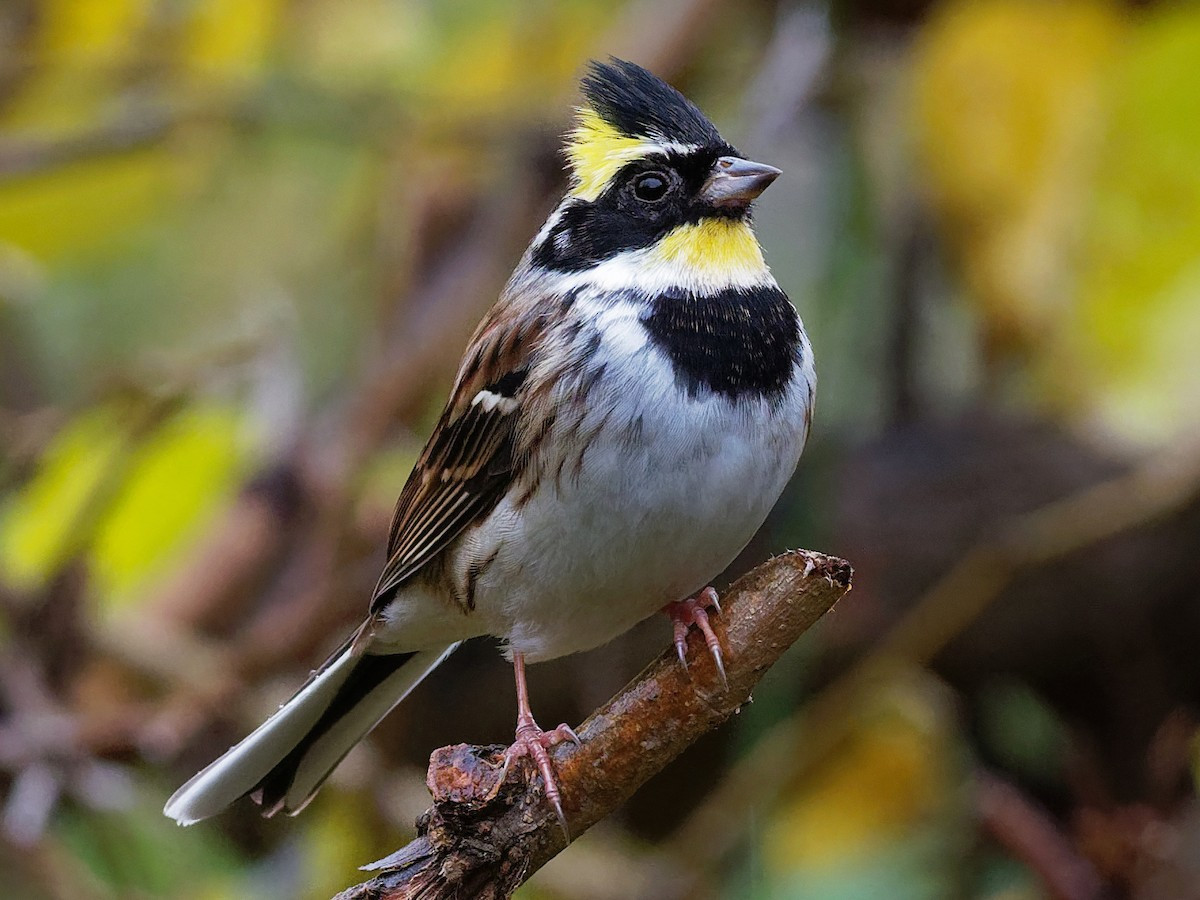 Sẻ đồng họng vàng (Emberiza elegans) dài 15 cm, là loài lang thang tại Trung Trung Bộ. Sinh cảnh của chúng là bìa rừng, cây bụi, nơi canh tác gần rừng. Ảnh: eBird.