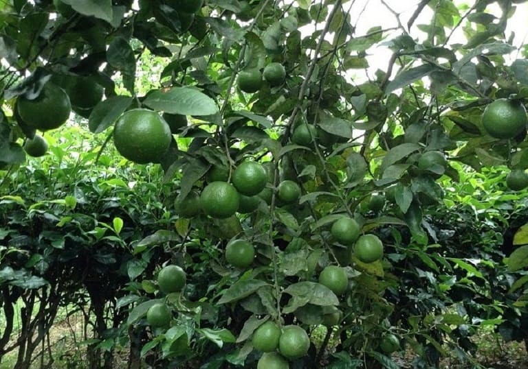 Cây chanh thích môi trường ấm áp và chịu bóng râm, nhưng không chịu được lạnh và nóng quá mức. Chúng phù hợp với các vùng nhiệt đới có mùa đông ấm áp và mùa hè mát mẻ. Cây cần nhiều ánh sáng mặt trời và đất phải tơi xốp, màu mỡ và thoát nước tốt.