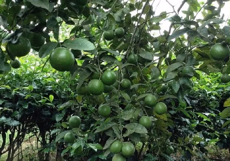 Cây chanh thích môi trường ấm áp và chịu bóng râm, nhưng không chịu được lạnh và nóng quá mức. Chúng phù hợp với các vùng nhiệt đới có mùa đông ấm áp và mùa hè mát mẻ. Cây cần nhiều ánh sáng mặt trời và đất phải tơi xốp, màu mỡ và thoát nước tốt.