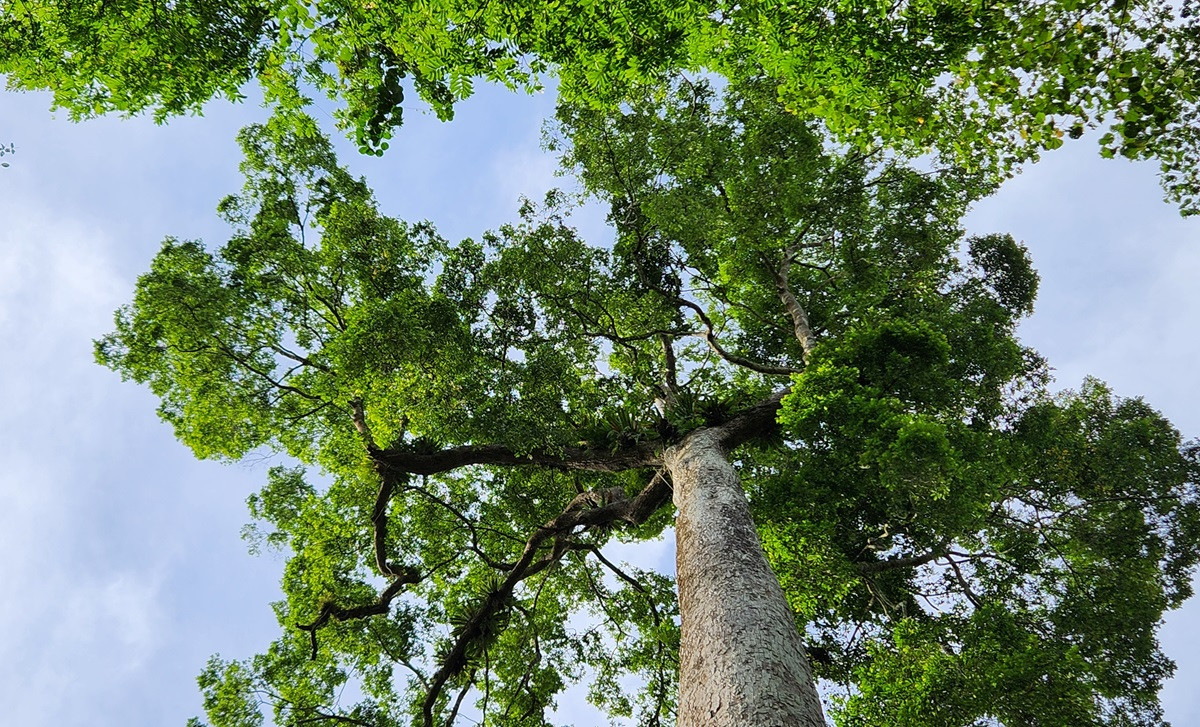 Đặc biệt, trong rừng Cúc Phương hiện có rất nhiều cây cổ thụ to lớn, có tuổi đời ngàn năm tuổi và là biểu tượng của rừng Cúc Phương như: Cây chò chỉ, cây đăng, cây vù hương, chò xanh…