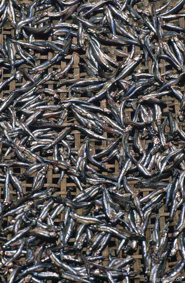 Cận cảnh những con cá cơm trên giàn phơi. Ảnh: Hpgrumpe.de.