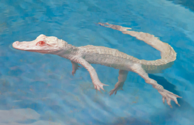 Tuy nhiên, nhiều người vào thời điểm đó cho rằng nên để những con cá sấu bạch tạng này tự bảo vệ mình khi chúng được sinh ra trong tự nhiên.