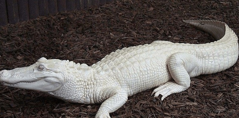 Con cá sấu con mới sinh có thể trạng tốt, hiện dài 49 cm, nặng 96 gram, có các đặc điểm giống với những con cá sấu con sinh ra bình thường khác và được coi là một trong 8 con cá sấu trắng duy nhất trên thế giới.