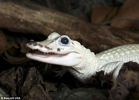 Một nghiên cứu được công bố vào năm 2020 trình bày chi tiết về sáu con cá sấu Mỹ bạch tạng hoang dã được phát hiện ở Nam Carolina vào năm 2014.