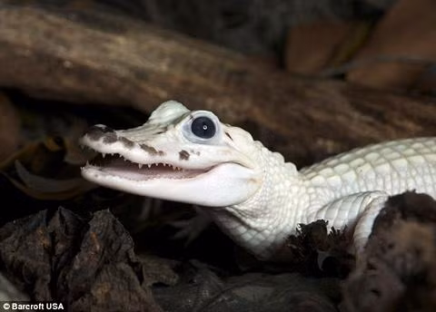 Một nghiên cứu được công bố vào năm 2020 trình bày chi tiết về sáu con cá sấu Mỹ bạch tạng hoang dã được phát hiện ở Nam Carolina vào năm 2014.