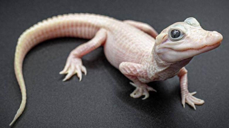  Cá sấu Mỹ cái này mắc một căn bệnh di truyền gọi là tăng bạch cầu, do đột biến gen gây mất sắc tố ở lông, tóc hoặc da.