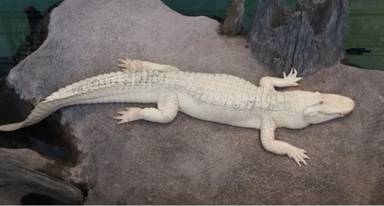 Bệnh này phải được phân biệt với bệnh bạch tạng, thường dẫn đến mắt hồng và mất hoàn toàn sắc tố da, động vật bị tăng bạch cầu chỉ mất một phần sắc tố, thường có mắt xanh và da trắng, mờ hoặc hồng nhạt.