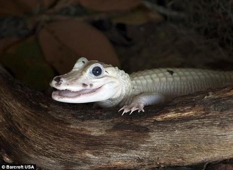 Chúng bị thiếu cân khi lần đầu tiên được phát hiện và 3 con trong số chúng đã chết ngay sau khi bị bắt, trong khi 3 con cá sấu Mỹ bạch tạng còn lại cũng chết sau khi sống trong điều kiện nuôi nhốt vài năm.