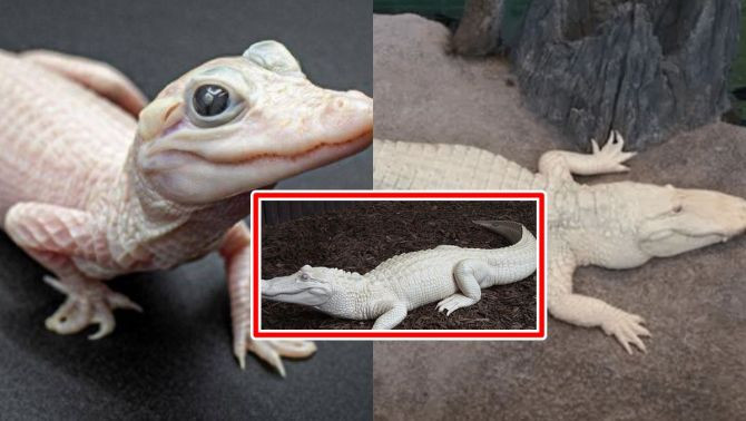 Những con cá sấu con như vậy đôi khi được sinh ra trong tự nhiên, nhưng chúng thường không sống sót khi còn nhỏ. Vì thiếu sắc tố da bình thường nên chúng dễ bị cháy nắng.