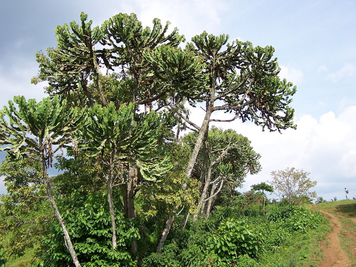 Mọc trong các khu rừng mưa nhiệt đới ở Đông Phi, Euphorbia ampliphylla là một loài thực vật được biết đến nhờ sở hữu nhiều kỷ lục trong thế giới thực vật. Ảnh: iNaturalist.