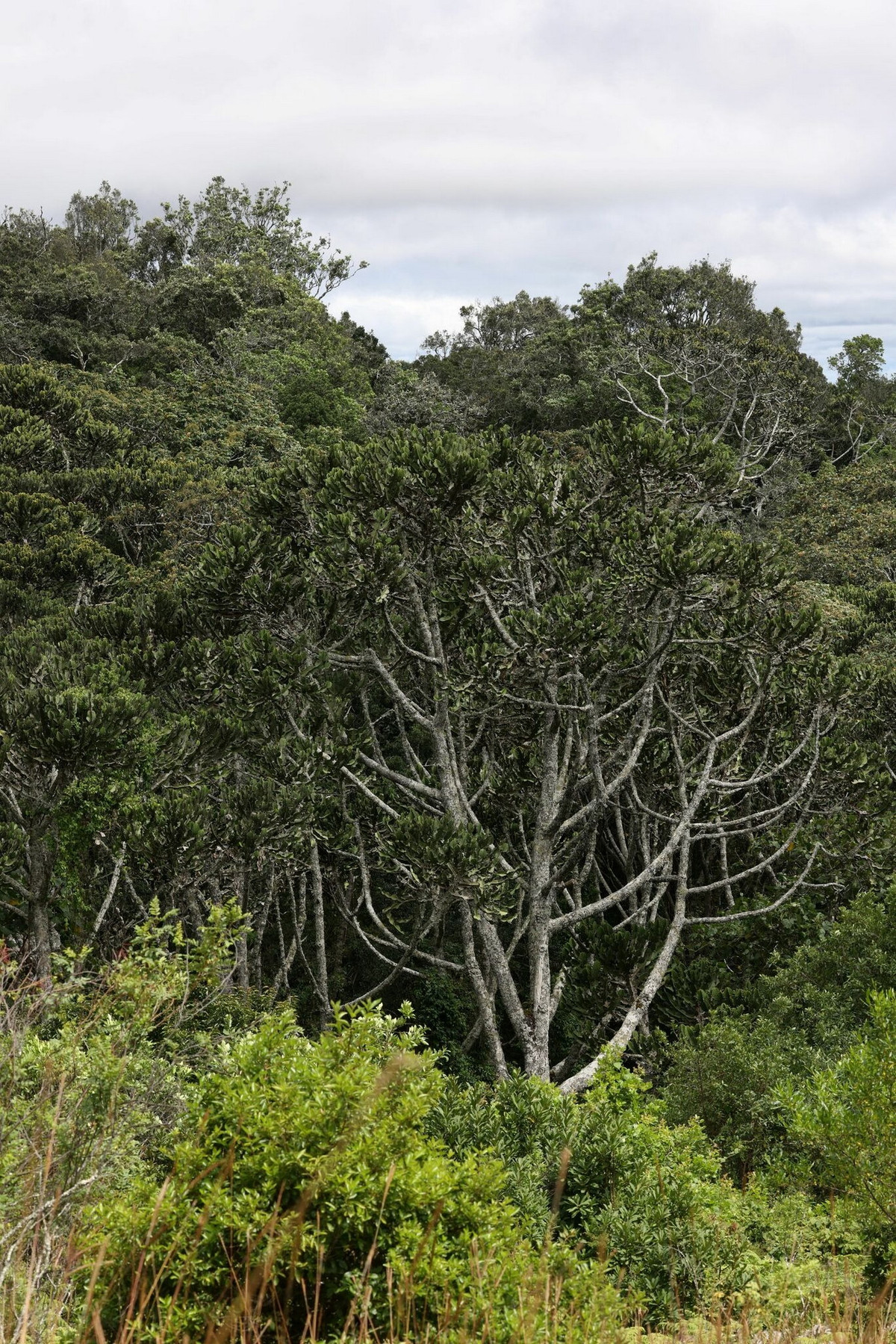 Ngoài kỷ lục về kích cỡ, Euphorbia ampliphylla cũng được biết đến như loài cây mọng nước duy nhất mọc trong hệ sinh thái rừng mưa nhiệt đới. Ảnh: iNaturalist.