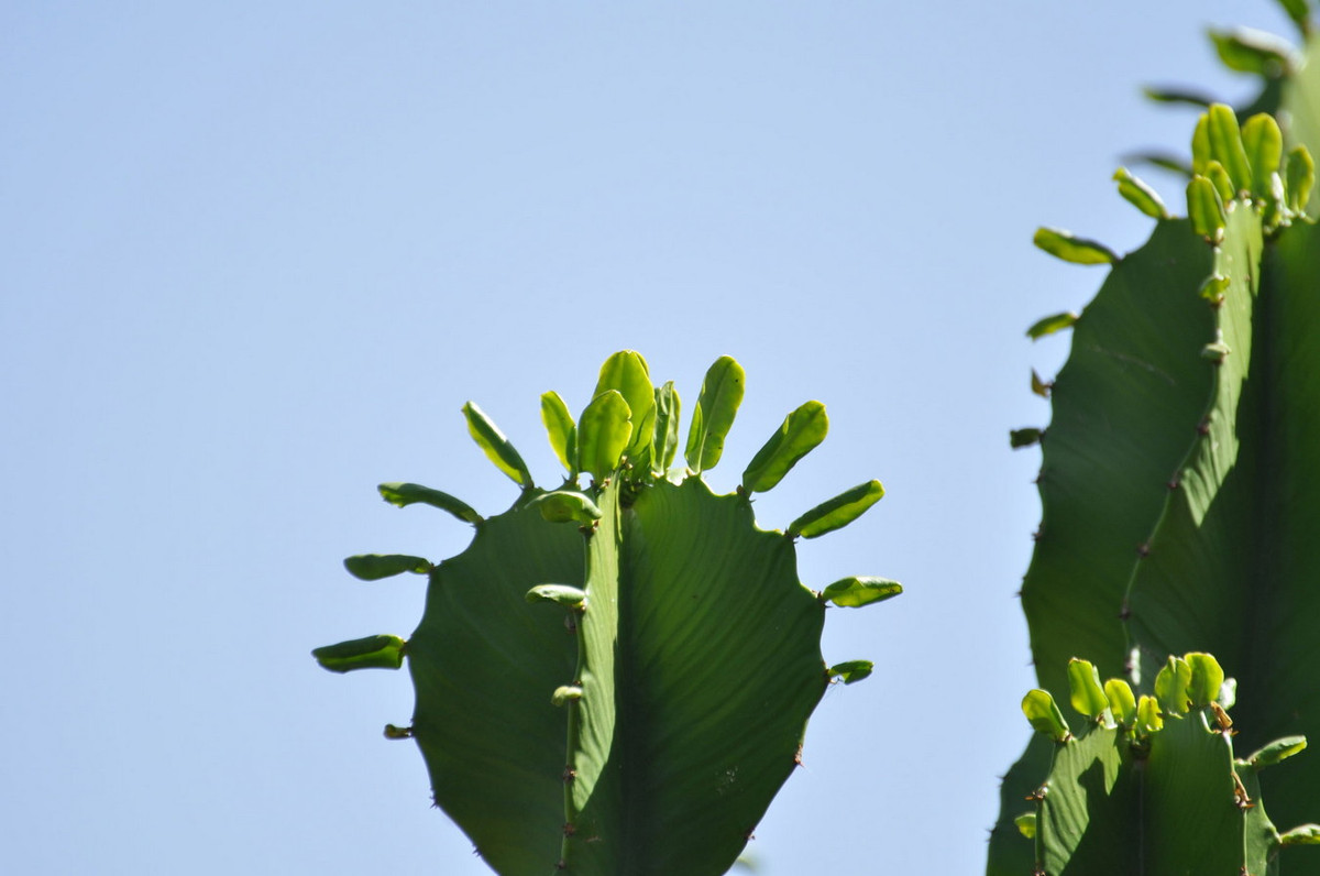Vẻ ngoài của cây Euphorbia ampliphylla khiến nhiều người lầm tưởng chúng là xương rồng. Ảnh: iNaturalist.