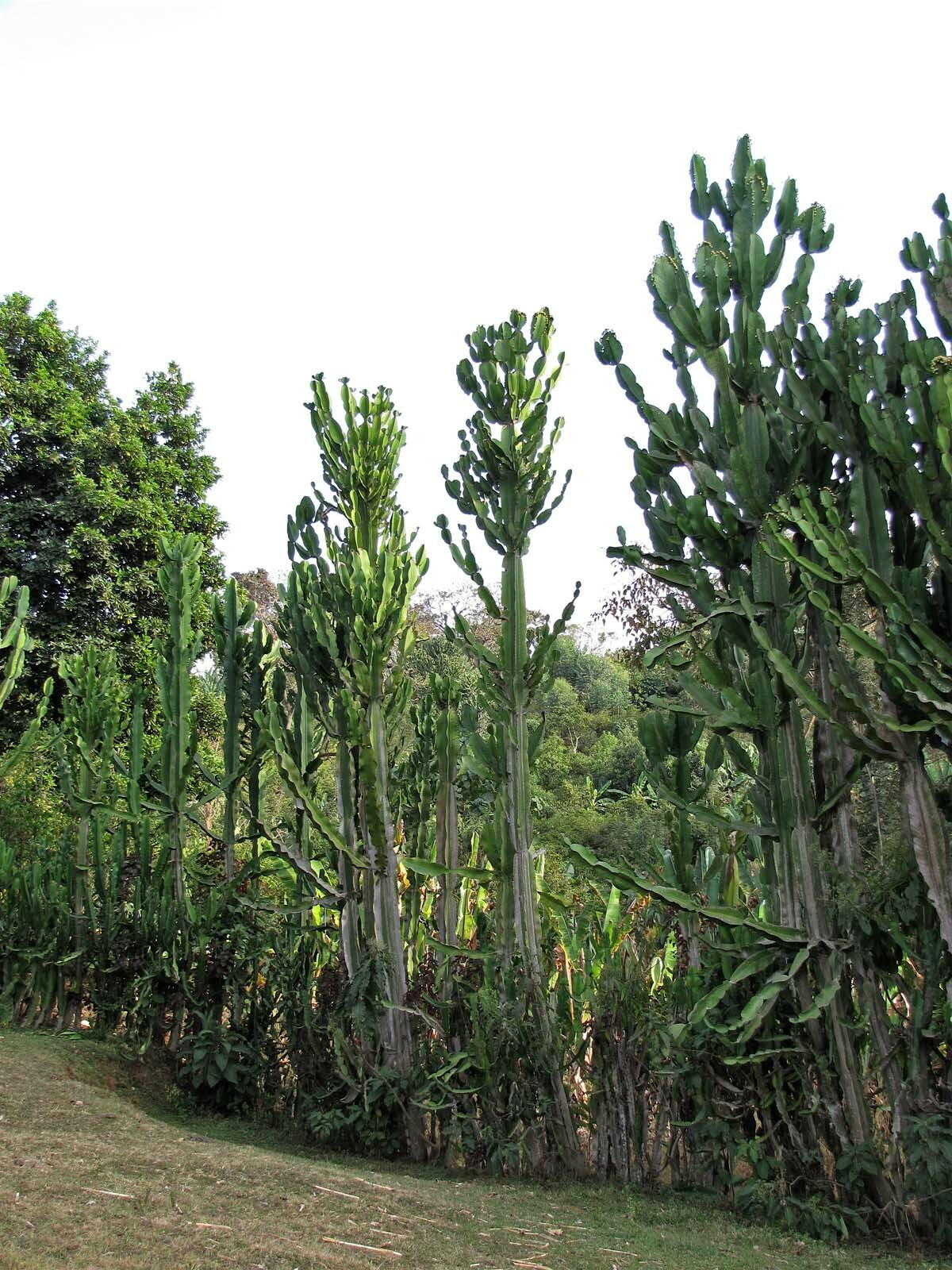 Tiếp xúc trực tiếp với nhựa cây sẽ gây kích ứng và phồng rộp, trong khi tiếp xúc với mắt có thể gây mù tạm thời hoặc vĩnh viễn. Ảnh: iNaturalist.