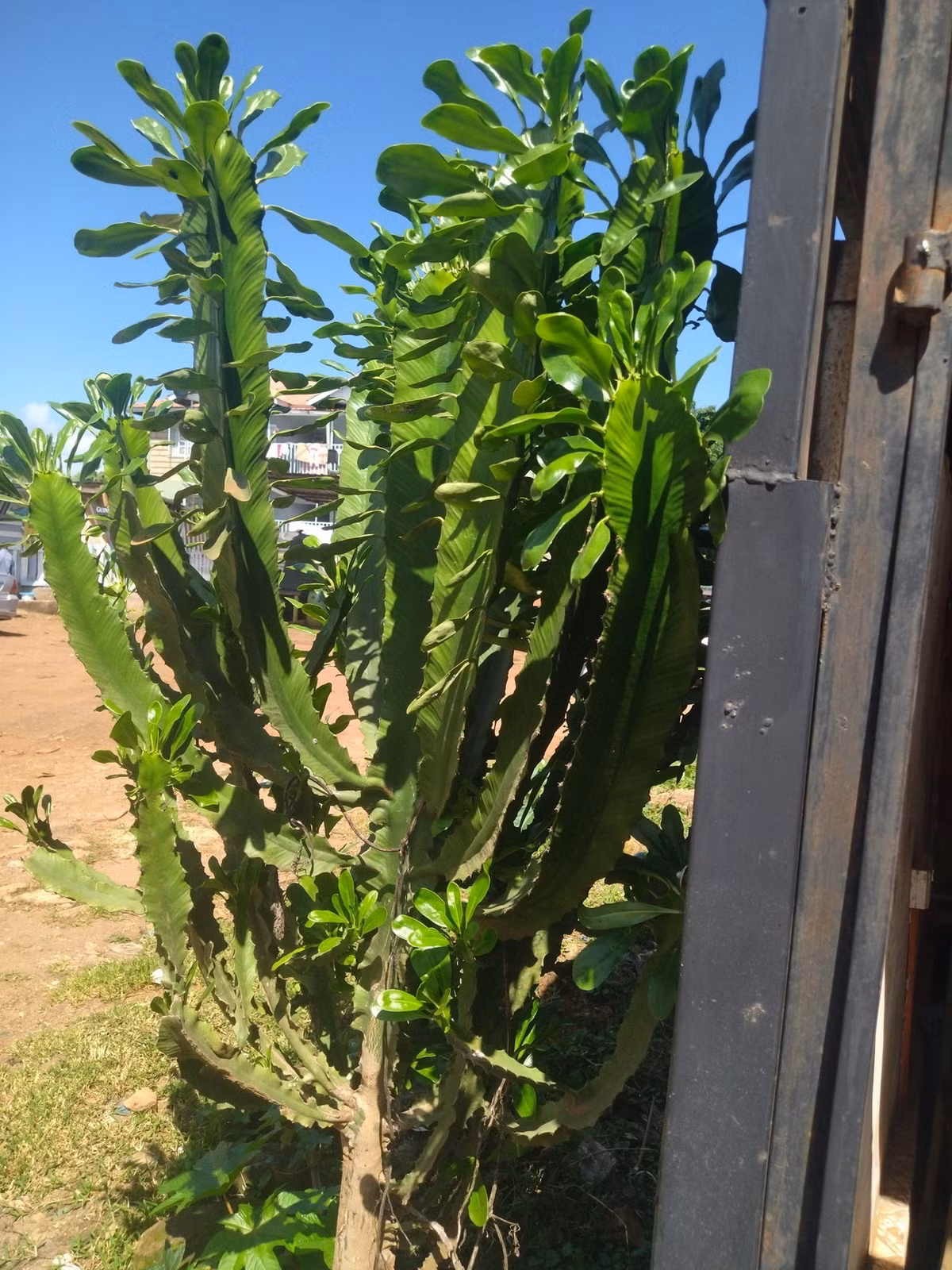 Do có dược tính, cây được cư dân địa phương khai thác cho các mục đích y tế, cụ thể là mủ được uống để trị bệnh dại, thuốc sắc từ thân cây dùng để giảm đau khi sinh nở. Ảnh: iNaturalist.