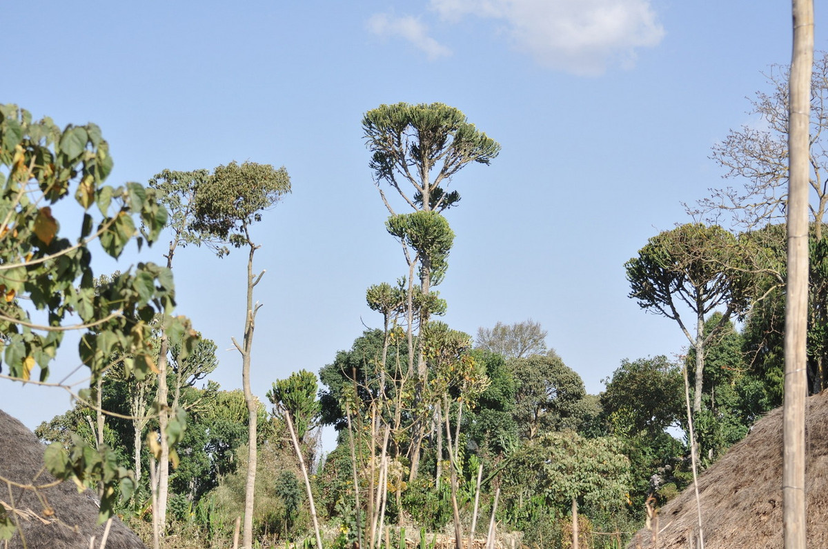 Một số hình ảnh khác về loài cây mọng nước lớn nhất thế giới. Ảnh: iNaturalist.