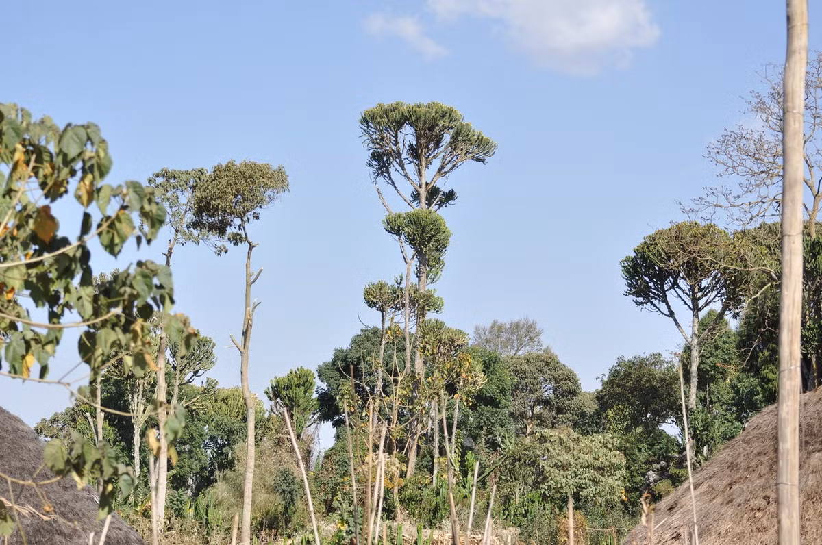Một số hình ảnh khác về loài cây mọng nước lớn nhất thế giới. Ảnh: iNaturalist.