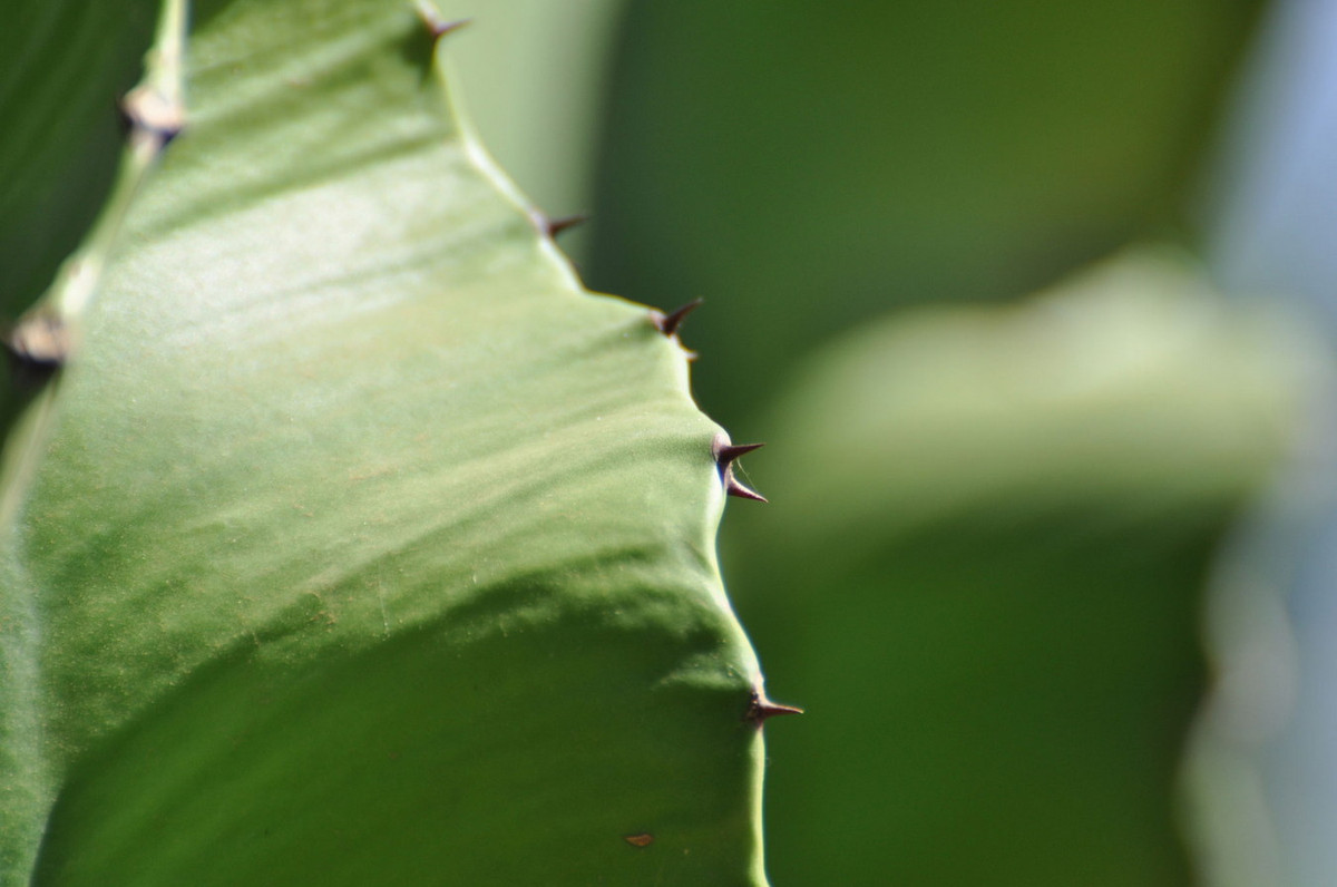 Nhưng trong phân loại thực vật, chúng thuộc họ Đại kích (Euphorbiaceae), không có quan hệ họ hàng gần với các loài xương rồng đích thực (họ Cactaceae). Ảnh: iNaturalist.