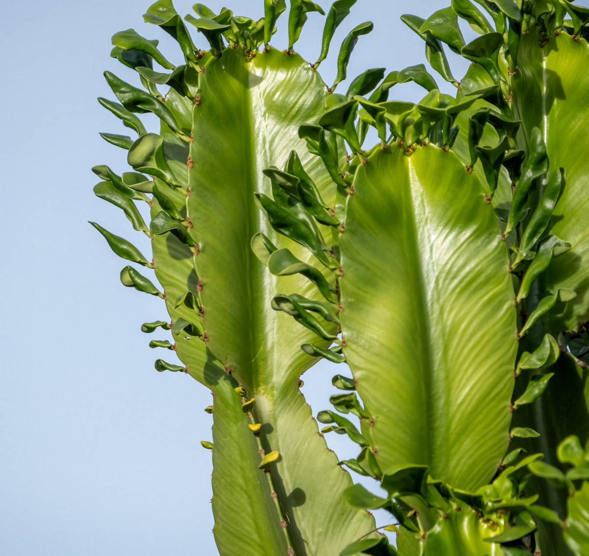Cây có thể được trồng tương đối dễ dàng bằng cách giâm cành. Dù có độc tính mạnh, chúng vẫn được trồng trong nhiều nhà vườn trên khắp thế giới do sự độc đáo của mình. Ảnh: iNaturalist.