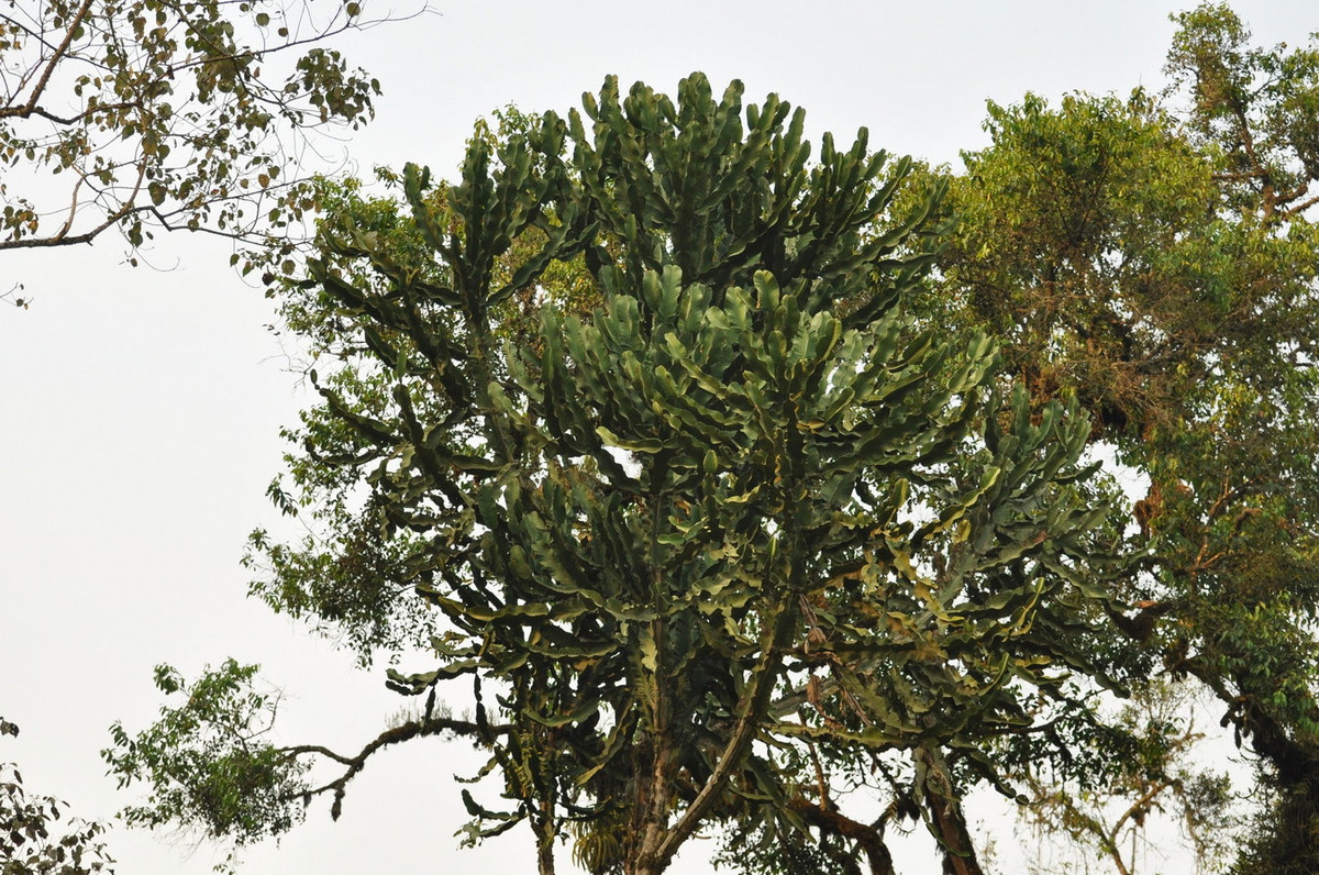 Cũng như các loài khác trong chi Euphorbia, trong thân chúng chứa nhựa mủ trắng có độc tính mạnh. Ảnh: iNaturalist.