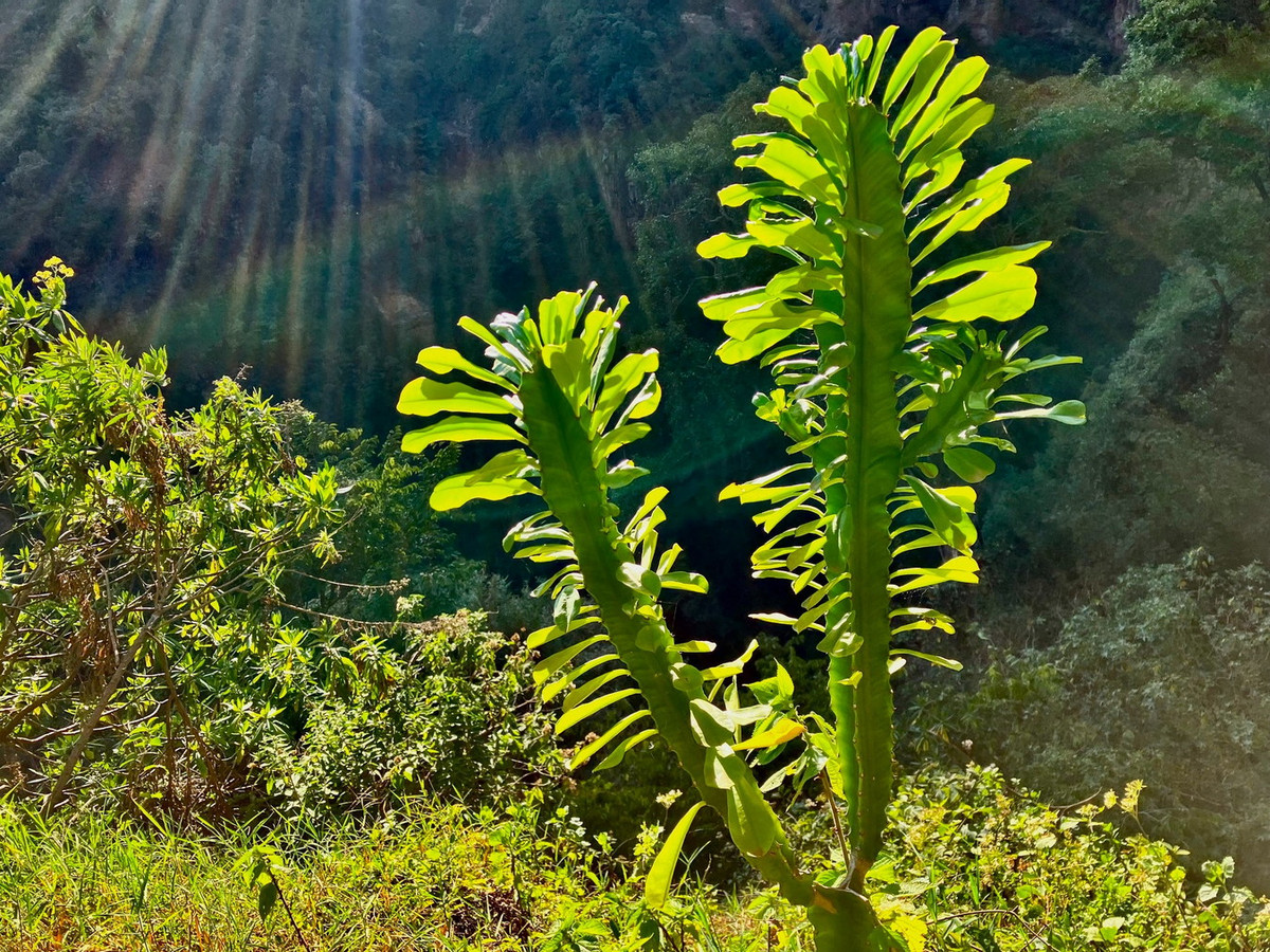 Trong khu vực phân bố tự nhiên, loài cây mọng nước khổng lồ này mọc trên các sườn đá thoát nước tốt ở rừng thường xanh ẩm ướt quanh năm. Ảnh: iNaturalist.