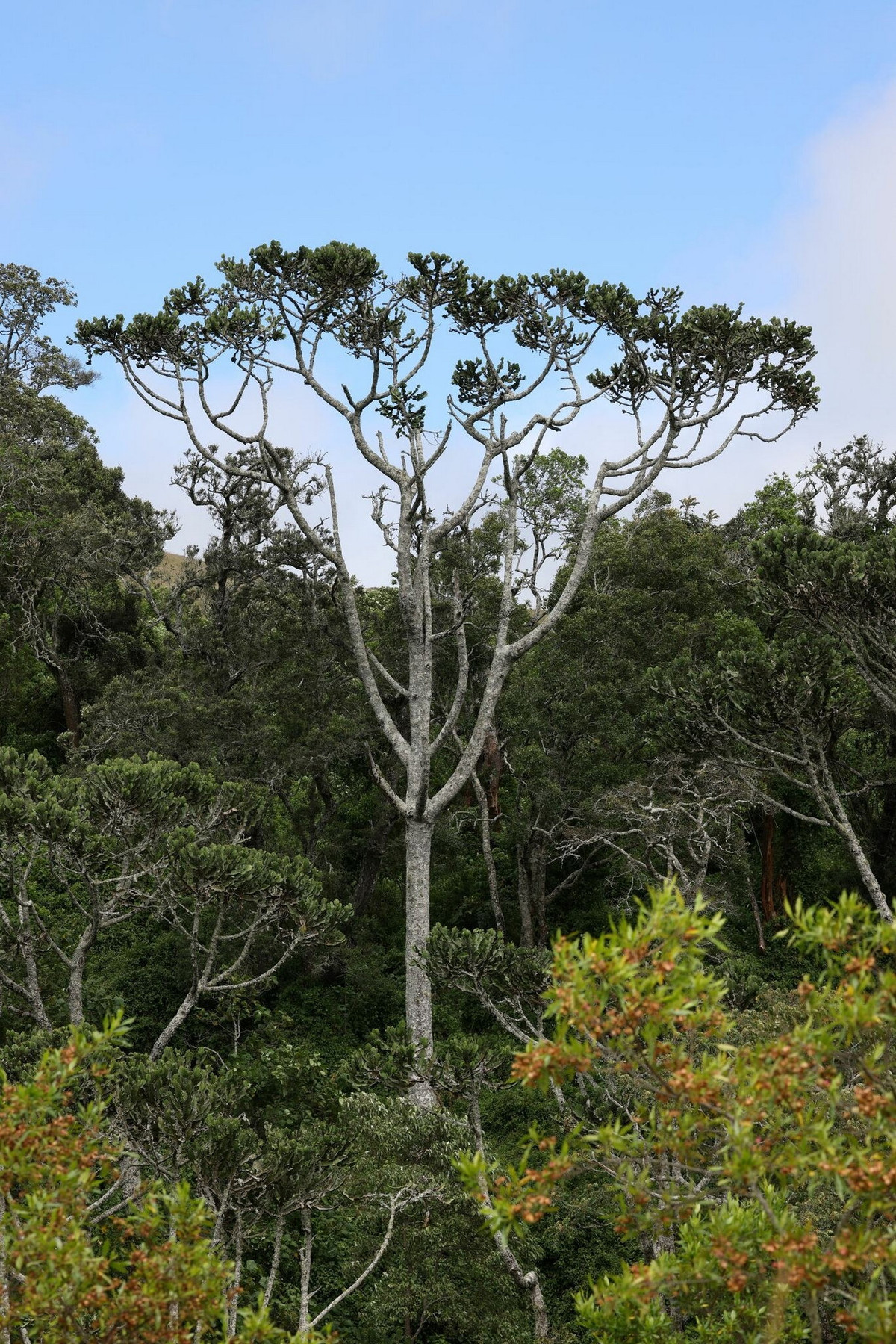 Đây là loài cây lớn nhất trong số tất cả các loại cây mọng nước được biết đến, với chiều cao có thể lên tới 30 mét, tương đương tòa nhà 8-10 tầng. Ảnh: iNaturalist.