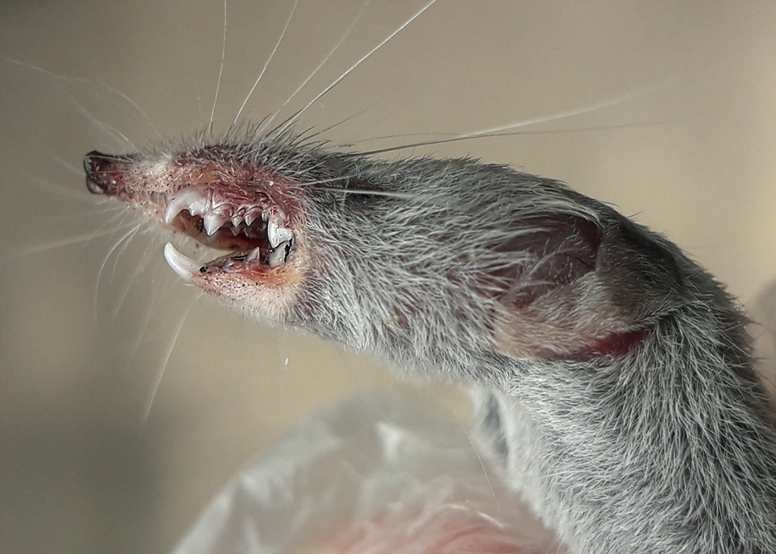 Chúng ăn nhiều loại động vật nhỏ khác nhau, chủ yếu là côn trùng, và có thể săn những con mồi có kích thước ngang bằng với chính chúng bằng những chiếc răng nhọn. Ảnh: Museu Virtual Biodiversidade.