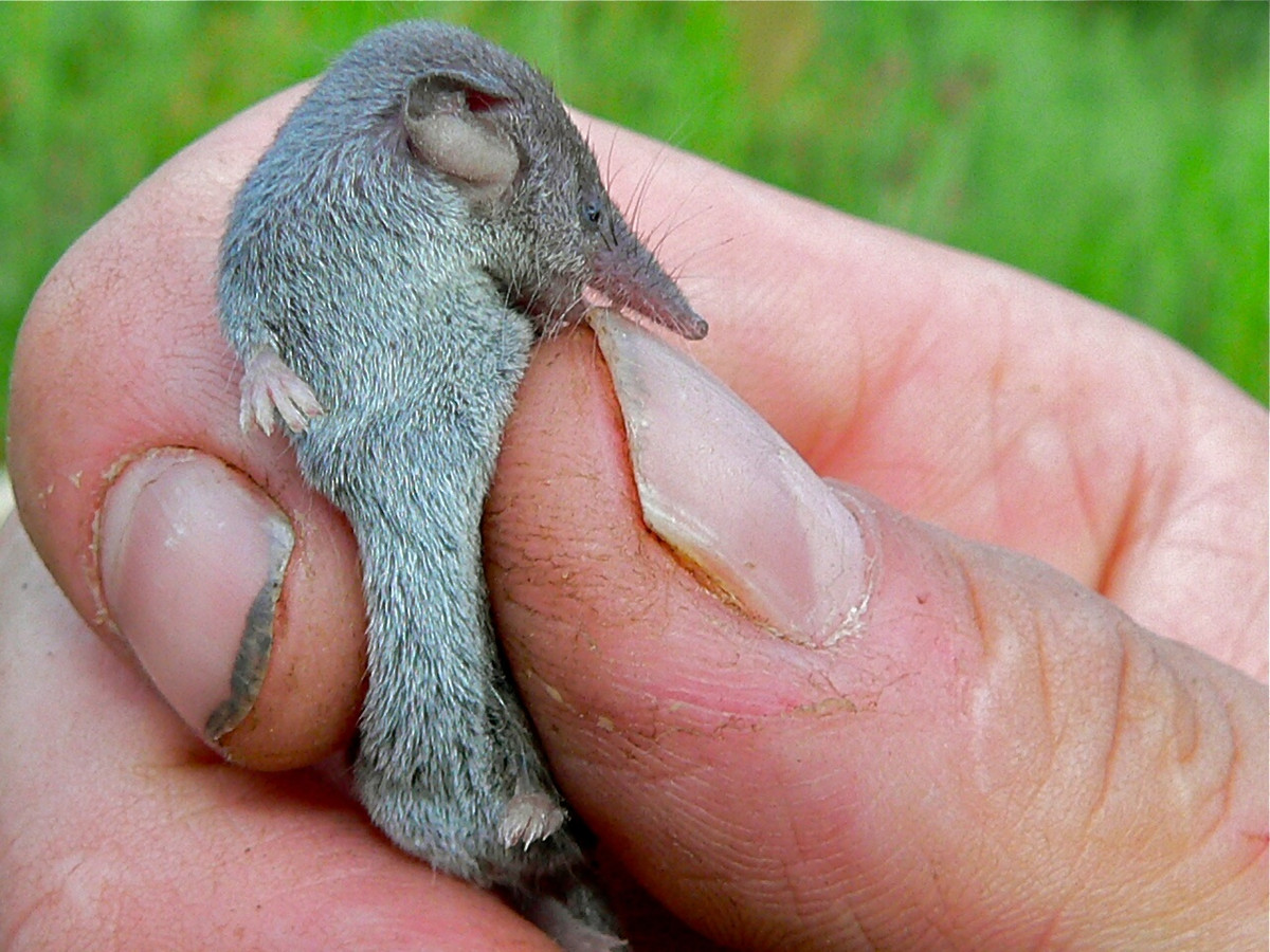 Trọng lượng nhẹ khó tin khiến chuột chù nhắt là loài động vật có vú nhỏ nhất còn tồn tại được biết đến xét theo trọng lượng. Ảnh: Bernard DUPONT / Flickr.