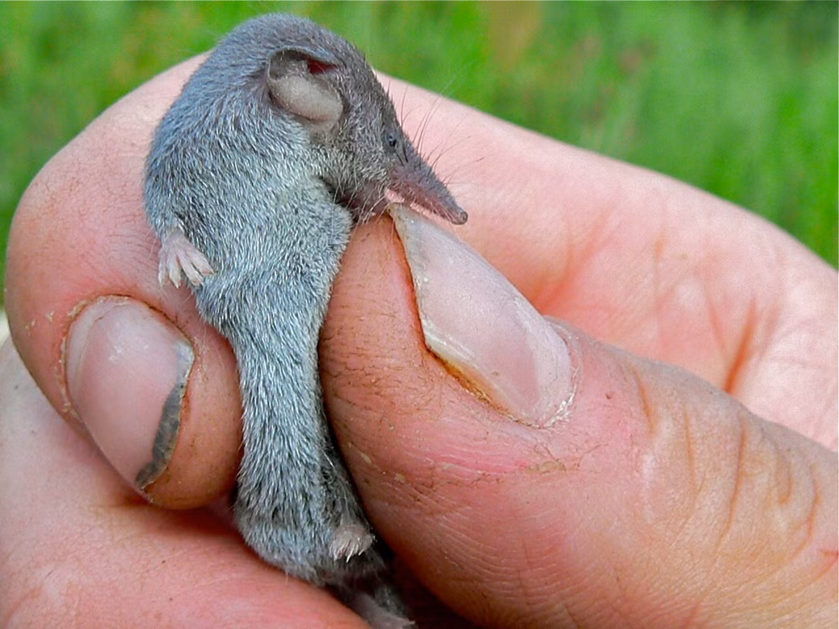 Trọng lượng nhẹ khó tin khiến chuột chù nhắt là loài động vật có vú nhỏ nhất còn tồn tại được biết đến xét theo trọng lượng. Ảnh: Bernard DUPONT / Flickr.