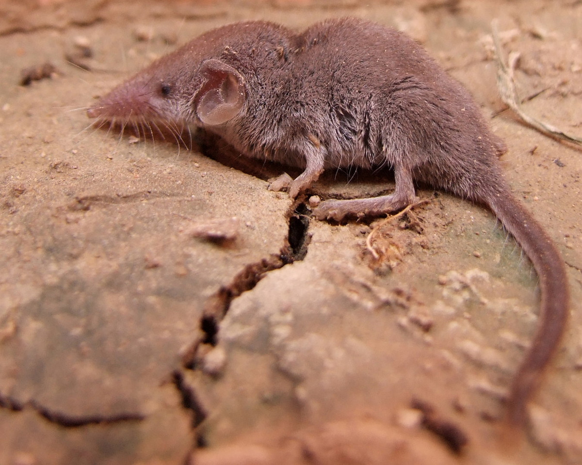 Những con vật này có bộ lông màu nâu xám đến nâu đậm hoặc đen khói, mặt trên đậm màu hơn mặt dưới, răng trắng, các chi rất nhỏ, đuôi nhẵn với các sợi lông dài mọc lơ thơ từ gốc đến chóp đuôi. Ảnh: Jordi Burch / Flickr.