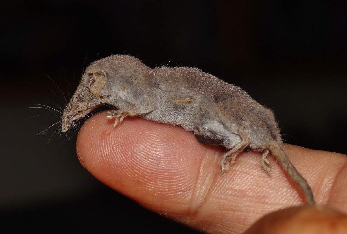 Vào mùa lạnh và khi thiếu thức ăn, chuột chù nhắt hạ nhiệt độ cơ thể xuống khoảng 12 độ C và rơi vào trạng thái ngủ đông tạm thời để giảm tiêu thụ năng lượng. Ảnh: Biodiversity of Cyprus.