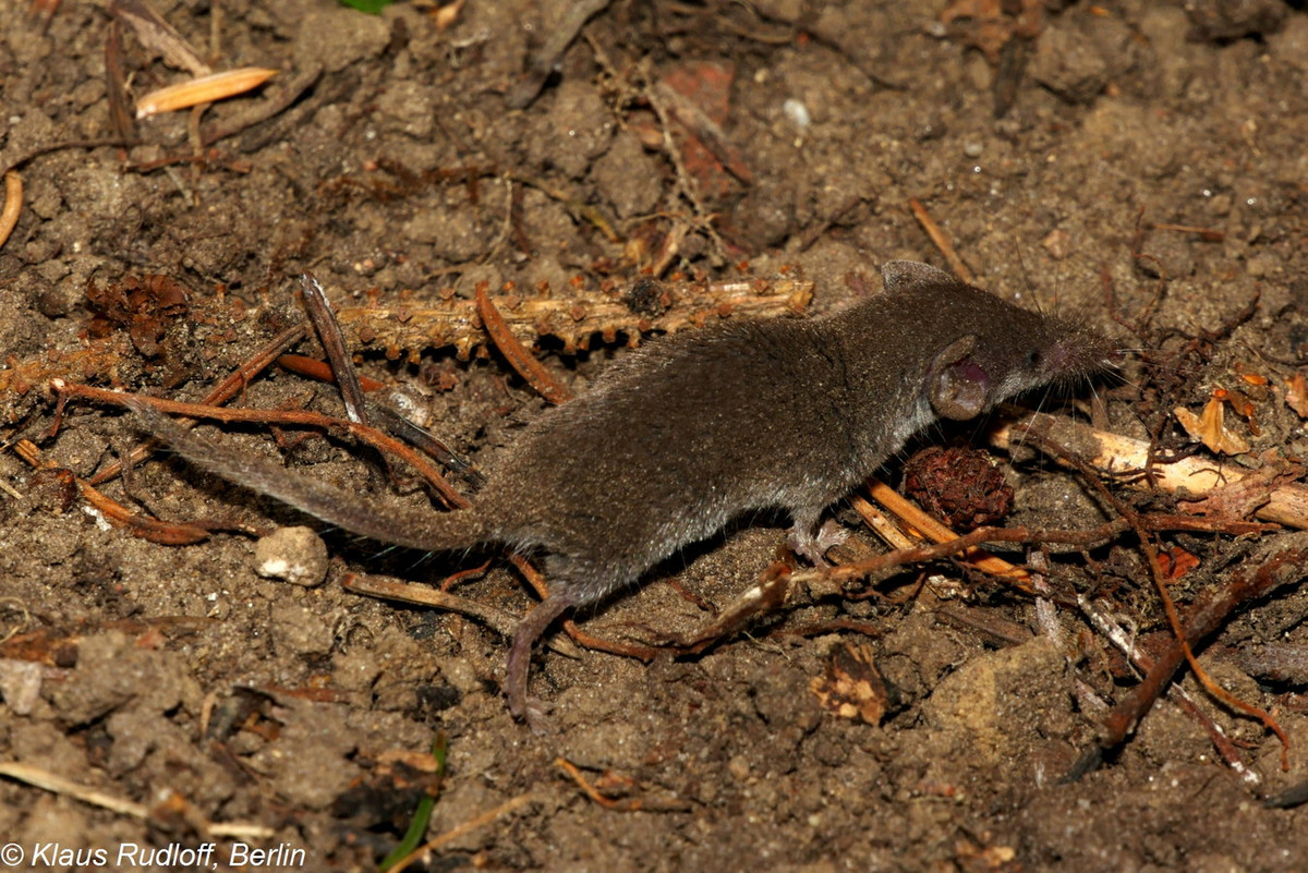 Tại Việt Nam, chuột chù nhắt được ghi nhận ở nhiều nơi, từ vùng núi phía Bắc đến khu vực Đông Nam Bộ. Rất khó xác định các quần thể khác nhau là động vật bản địa hay được du nhập vào Việt Nam từ bên ngoài. Ảnh: Biolib.cz.