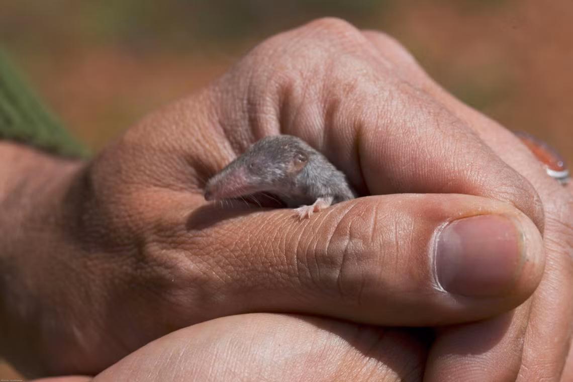 Trên phương diện bảo tồn, dù phân bố rộng và ít bị đe dọa, nhưng chuột chù nhắt không phải là loài có số lượng dồi dào. Ở một số nước như Azerbaijan, Georgia, Jordan, Kazakhstan... chúng đã được đưa vào Sách Đỏ. Ảnh: JungleDragon.