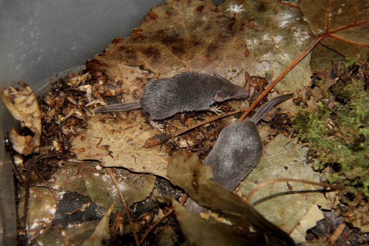 Về mặt sinh thái, chuột chù nhắt thích sống ở nơi có khí hậu ấm áp và ẩm ướt nhiều cây bụi, kẽ hở để ẩn nấp, đôi khi xuất hiện cả ở nơi có con người sinh sống. Ảnh: ZooChat.