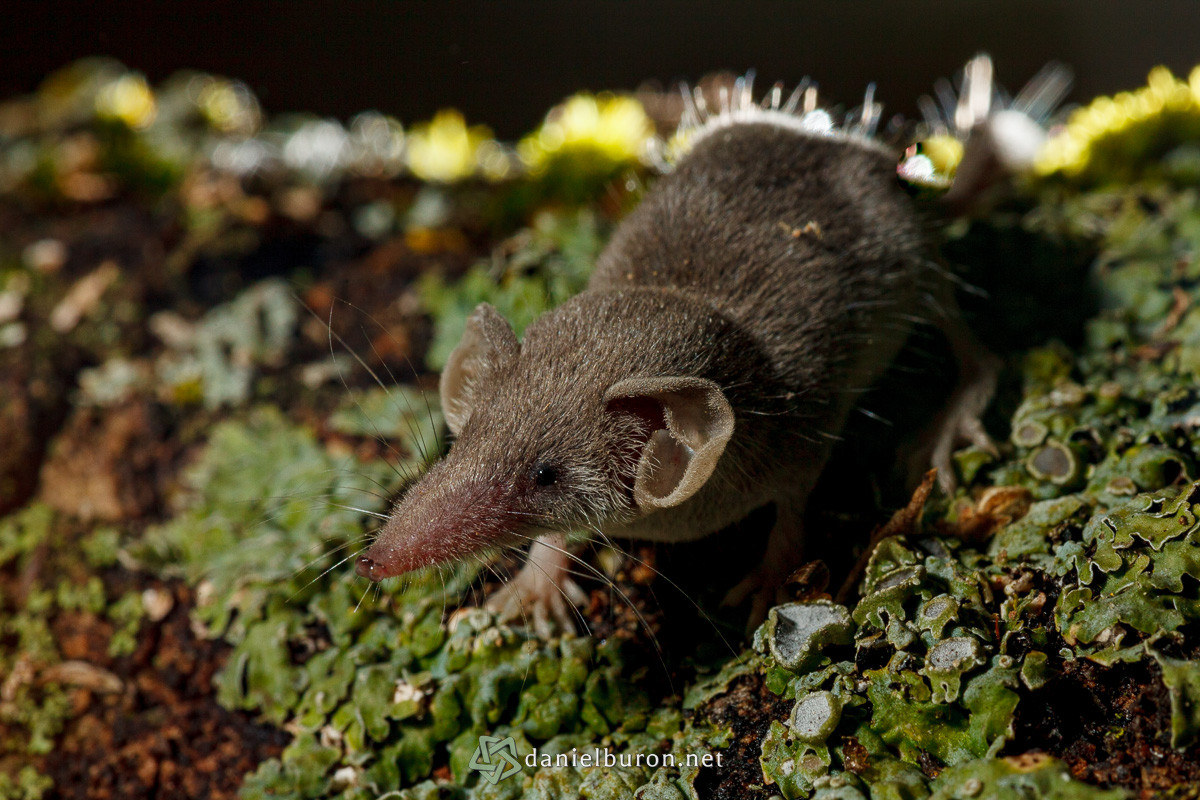 Trên thế giới, loài thú siêu nhỏ này phân bố rộng trên lục địa Á - Âu và Bắc Phi. Do hoạt động của con người, chúng cũng được đưa đến nhiều hải đảo xa đất liền, chẳng hạn như quần đảo Canary. Ảnh: SECEM.