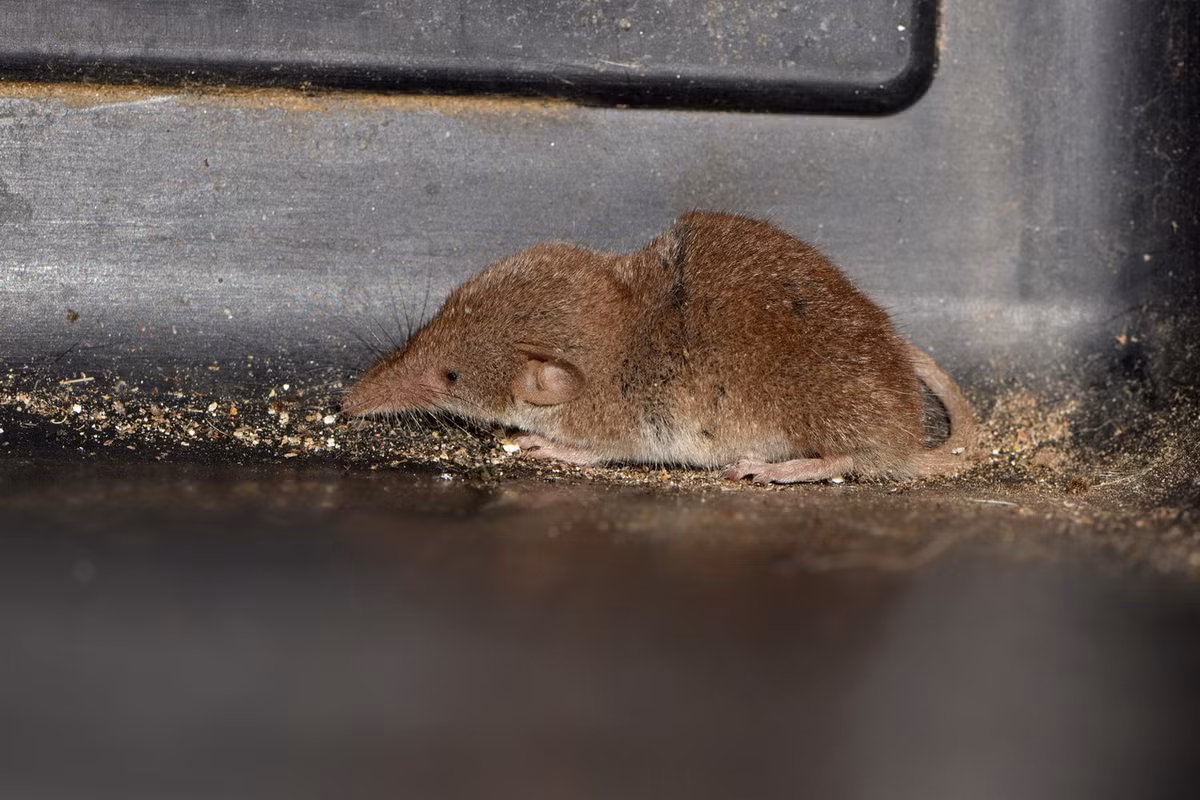 Cơ thể cực nhỏ của chuột chù nhắt dẫn đến hệ quả là chúng có tốc độ trao đổi chất nhanh (do tốc độ mất nhiệt nhanh). Mỗi ngày chuột tiêu thụ lượng thức ăn gấp 1,5–2 lần trọng lượng cơ thể để bảo đảm sự tồn tại của mình. Ảnh: Wikipedia.