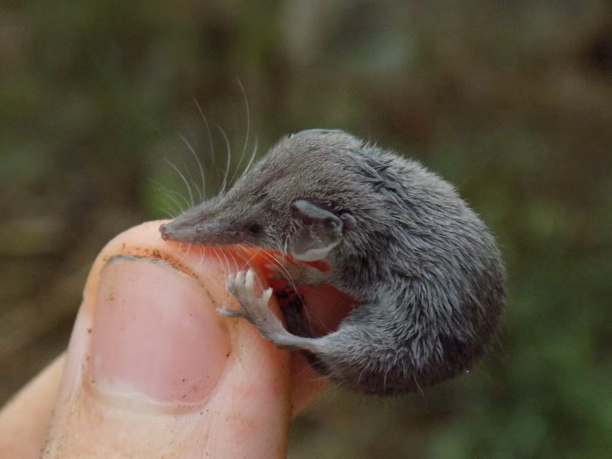 Các cá thể trưởng thành của loài thú này có chiều dài đầu và thân khoảng 4 cm, chiều dài đuôi bằng khoảng 2/3 thân, trọng lượng trung bình 1,8 gram - chưa bằng nửa muỗng cà phê. Ảnh: Alejandro García / Flickr.