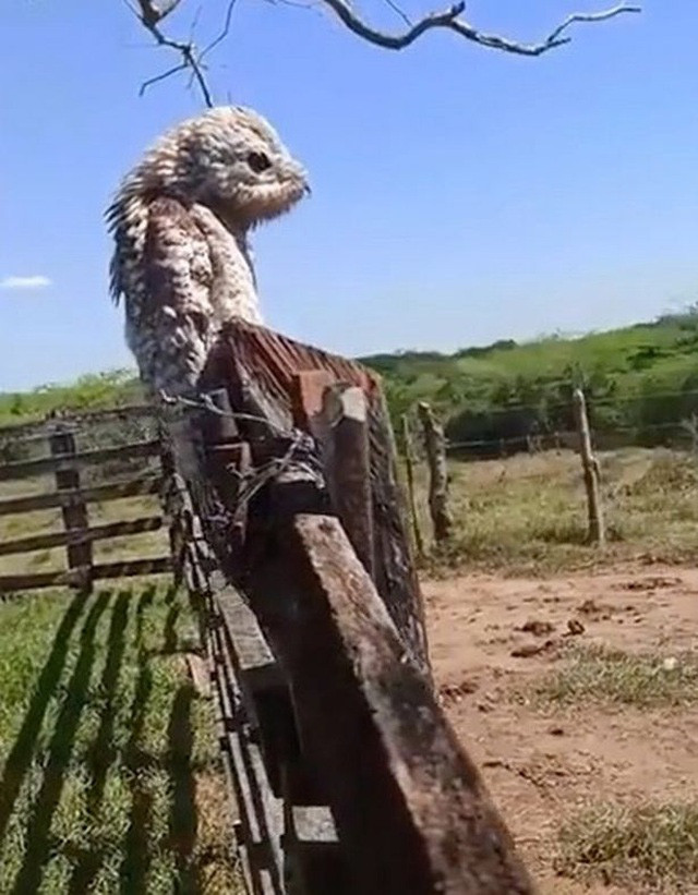 Hiện tại hiểu biết về loài chim Potoo vẫn còn khá hạn chế, bởi vậy chúng được xếp vào nhóm những loài quý hiếm. Có lẽ thịt của chúng cũng không có gì đặc biệt nên chẳng ai săn bắt chim Potoo cả.