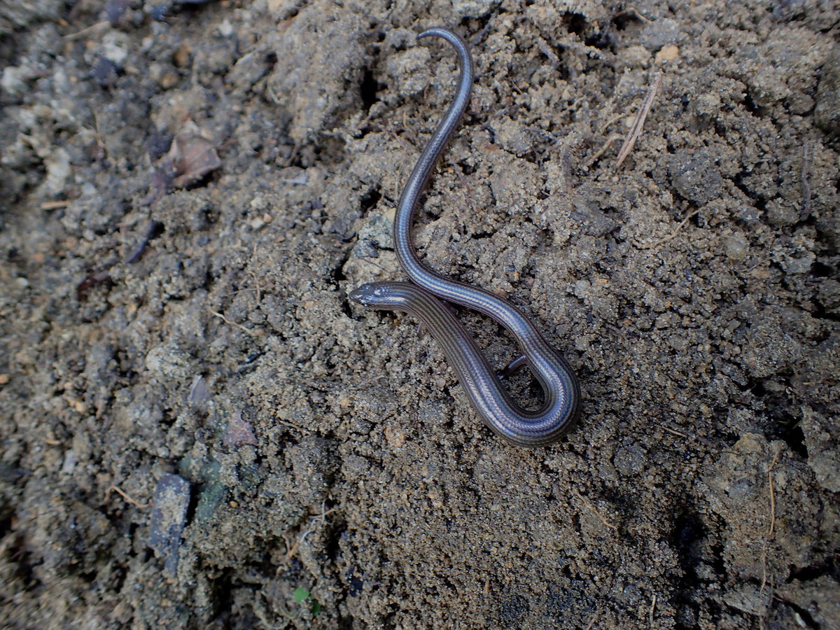 Chúng thường được tìm thấy chui rúc và kiếm ăn trong lớp thảm mục thực vật trong rừng và thỉnh thoảng gặp chúng ở các khúc gỗ mục, khu vực dân cư hay đất nông nghiệp. Ảnh: Ahmad Fuad Bin Morad / Flickr.