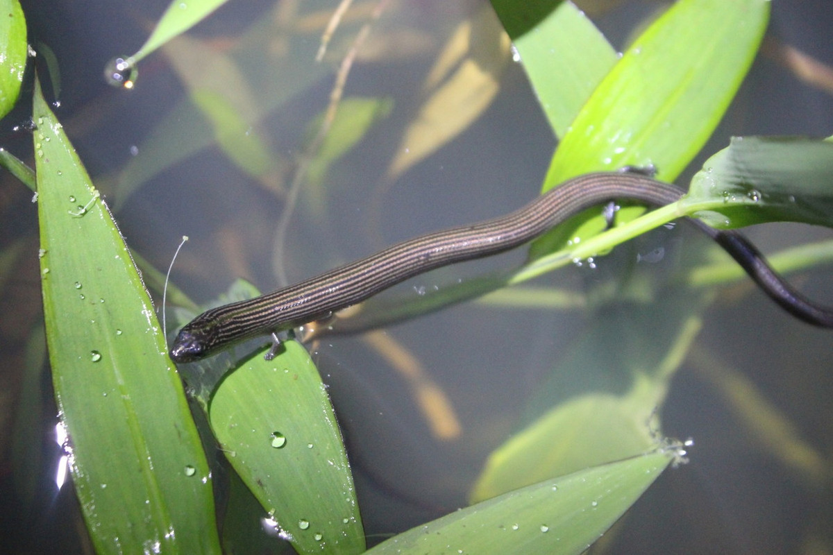 Tại Việt Nam, thằn lằn chân ngắn sinh sống hầu khắp cả nước. Chúng được ghi nhận từ vùng đồng bằng cho đến cho đến độ cao 1.000 mét (Vườn quốc gia Tam Đảo). Ảnh: iNaturalist.